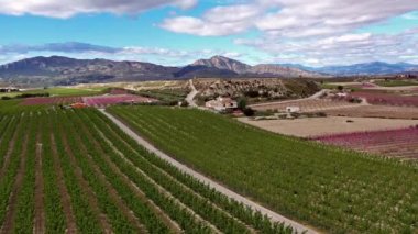 Cieza 'da şeftali çiçeği, Mirador El Horno ile La Macetua arasında meyve bahçeleri. Murcia bölgesindeki Cieza 'da çiçek açan şeftali ağaçlarının videosu. Şeftali, erik ve nektarin ağaçları. İspanya
