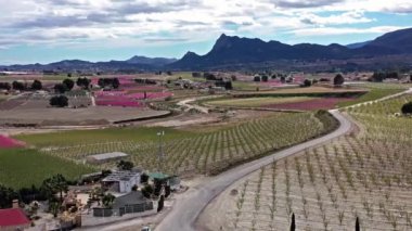 Cieza 'da şeftali çiçeği, Mirador El Horno. Murcia bölgesindeki Cieza 'da çiçek açan şeftali ağaçlarının videosu. Şeftali, erik ve nektarin ağaçları. İspanya