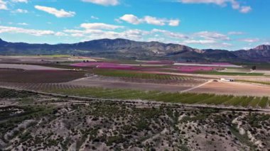 Cieza 'da şeftali çiçeği, Mirador El Horno ile La Macetua arasında meyve bahçeleri. Murcia bölgesindeki Cieza 'da çiçek açan şeftali ağaçlarının videosu. Şeftali, erik ve nektarin ağaçları. İspanya