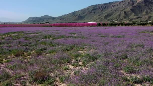 Jumilla Şeftali Çiçeği Murcia Bölgesindeki Jumilla Çiçek Açan Şeftali Ağaçlarının — Stok video