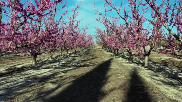 Pfirsichblüte Cieza Obstplantagen Zwischen Mirador Horno Und Macetua Videoaufnahme Einer — Stockvideo