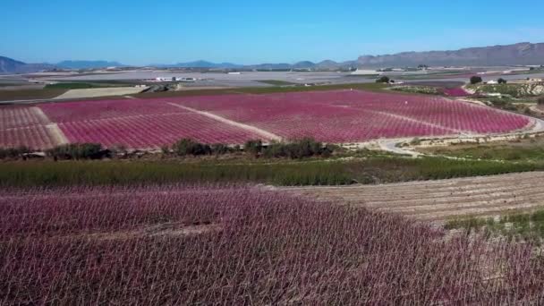 Flor Melocotón Ascoy Cerca Cieza Videografía Florecimiento Melocotoneros Cieza Región — Vídeo de stock