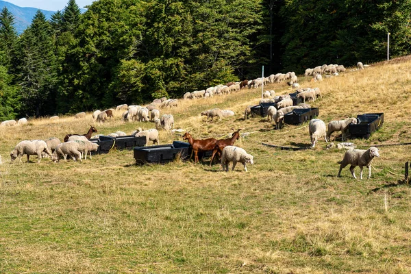 Вид Ландшафт Веркорс Овцы Собакой Возле Шамалок Франция Европе — стоковое фото