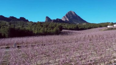 Cieza La Torre 'da şeftali çiçeği. Murcia bölgesindeki Cieza 'da çiçek açan şeftali ağaçlarının videosu. Şeftali, erik ve nektarin ağaçları. İspanya