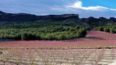 Cieza La Torre 'da şeftali çiçeği. Murcia bölgesindeki Cieza 'da çiçek açan şeftali ağaçlarının videosu. Şeftali, erik ve nektarin ağaçları. İspanya