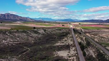 Cieza 'da şeftali çiçeği, Mirador El Horno ile La Macetua arasında meyve bahçeleri. Murcia bölgesindeki Cieza 'da çiçek açan şeftali ağaçlarının videosu. Şeftali, erik ve nektarin ağaçları. İspanya