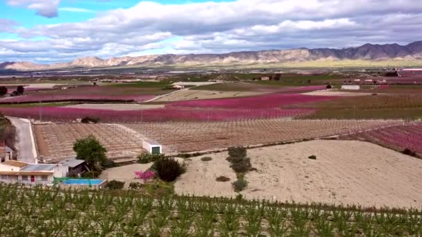 Pfirsichblüte Cieza Obstplantagen Zwischen Mirador Horno Und Macetua Videoaufnahme Einer — Stockvideo