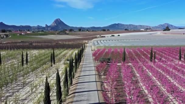 Persikoblomma Cieza Fruktträdgårdar Mellan Mirador Horno Och Macetua Videografi Ett — Stockvideo