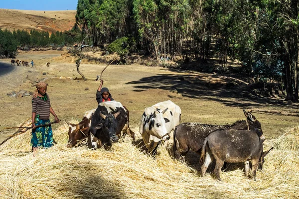 Gondar Etiopía 2020 Población Agrícola Trabajando Las Granjas Entre Gondar — Foto de Stock