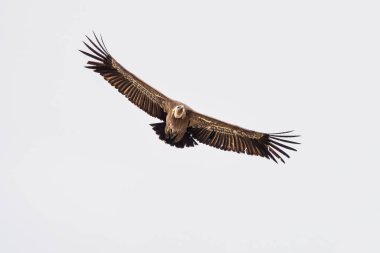 Griffon akbabası, Gyps Fulvus Monfrague Ulusal Parkı 'nda Salto del Gitano' da uçuyor. Caceres, Extremadura, İspanya.