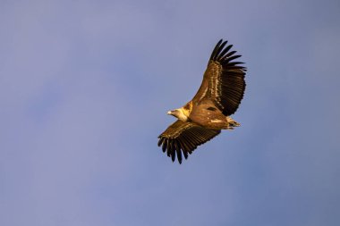 Griffon akbabası, Gyps Fulvus Monfrague Ulusal Parkı 'nda Salto del Gitano' da uçuyor. Caceres, Extremadura, İspanya.