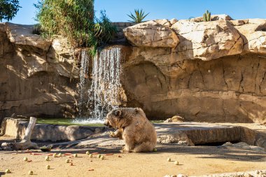 Kahverengi ayı, Ursus arctos Tabernas çölünde, Endülüs, İspanya Avrupa 'da