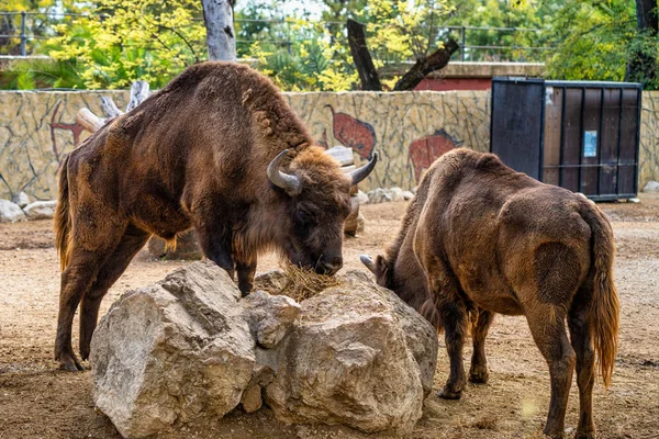 European Bison Bison Bonasus Jerez Frontera Andalusia Spain — Stock Photo, Image