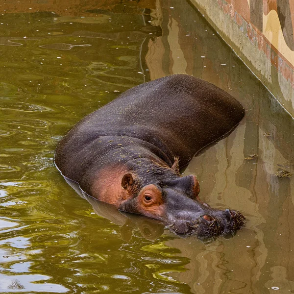 Hippo Hippopotamus Amphibius Jerez Frontera Andaluzia Spain — Fotografia de Stock