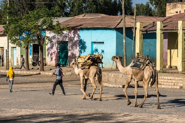 埃塞俄比亚阿克苏姆 2020年2月10日 一个身份不明的人在非洲阿克苏姆的一条街道上领着骆驼前行 — 图库照片