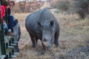 Waterberg, Namibya - 20 Haziran 2019: Siyah Gergedan, Diceros bicornis 'i Etosha Ulusal Parkı' nda, Namibya 'da izleyen fotoğrafçılar