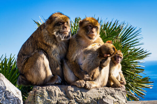 Close up of a wild macaque or Gibraltar monkey, one of the most famous attractions of the British overseas territory.