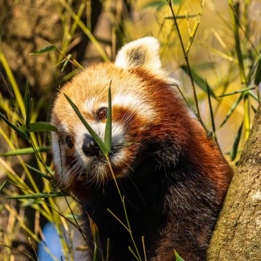 Kırmızı panda, Ailurus fulgens, daha küçük panda ve kırmızı kedi ayı olarak da bilinir..