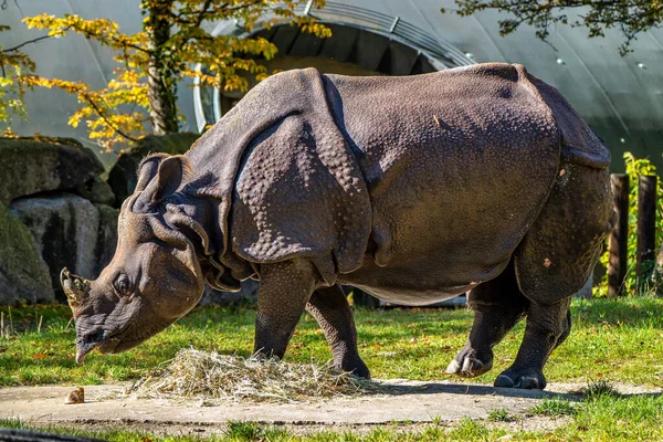 Индийский Носорог Носорог Однорогий Называется Большим Однорогим Носорогом Азиатским Однорогим — стоковое фото