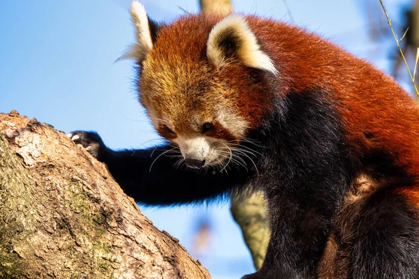 Czerwona Panda Ailurus Fulgens Nazywana Również Mniejszą Pandą Czerwonym Kocim — Zdjęcie stockowe