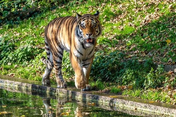 시베리아 호랑이 Panthera Tigris Altaica 세계에서 고양이 동물이다 — 스톡 사진