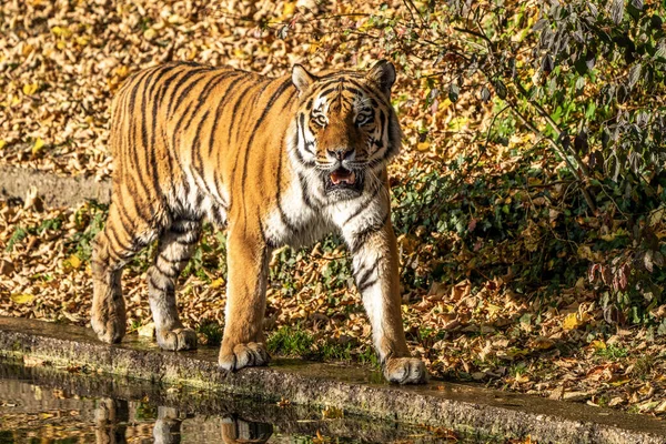 シベリアトラのパンテラ ティグリス アルタイカは世界最大の猫です — ストック写真