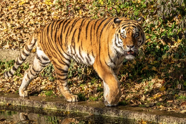 Tigre Siberiano Panthera Tigris Altaica Maior Gato Mundo — Fotografia de Stock