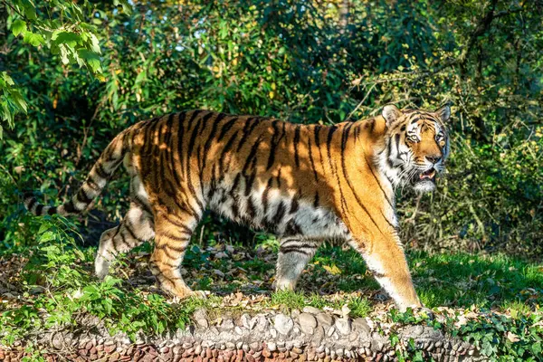 Tigre Siberiano Panthera Tigris Altaica Maior Gato Mundo — Fotografia de Stock