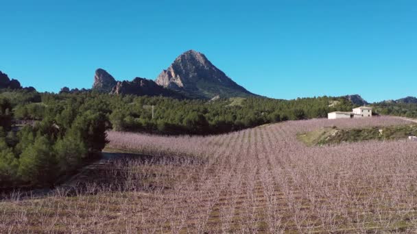 Persikoblomma Cieza Torre Videografi Ett Blomstrande Persikoträd Cieza Murcia Regionen — Stockvideo