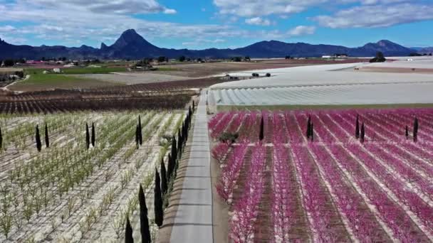 在Cieza Mirador Horno的桃花 穆尔西亚地区Cieza桃树开花的录像 李子和油桃树 西班牙 — 图库视频影像