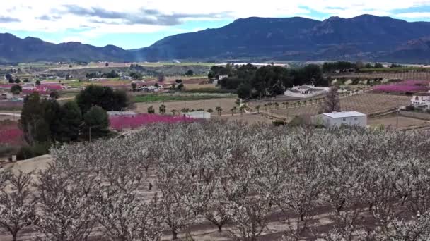 Pfirsichblüte Cieza Mirador Olmico Videoaufnahme Einer Blüte Von Pfirsichbäumen Cieza — Stockvideo