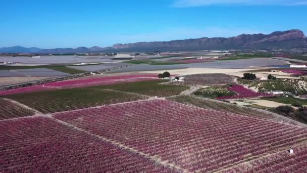 Kwiat Brzoskwini Ascoy Koło Ciezy Wideo Kwitnienia Brzoskwiń Ciezie Regionie — Wideo stockowe
