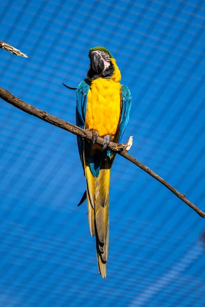 Mavi-sarı ara Ara ararauna büyük bir Güney Amerika papağanı olduğunu. — Stok fotoğraf