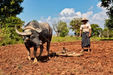 Pindaya, Myanmar - 07 Kasım 2019: Heho 'dan Pindaya, Asya' ya giden yolda çalışan Myanmar çalışanları