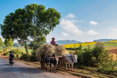 Pindaya, Myanmar - 08 Kasım 2019: Heho 'dan Pindaya, Asya' ya giden yolda çalışan Myanmar çalışanları