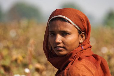 Jaisalmer, Hindistan - 30 Aralık 2019: Jaisalmer, Rajasthan pamuk tarlalarında çalışan güzel giyimli kadınlar