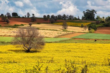 Myanmar 'ın orta dağlık bölgelerindeki tarlalar güzel renklerini gösteriyor, Inle Gölü' nün kuzeybatısında, Pindaya yakınlarında.