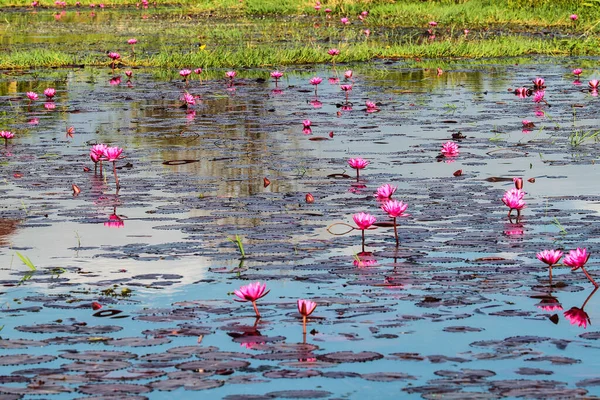 Plantación Loto Lago Inle Myanmar Antigua Birmania Asia — Foto de Stock