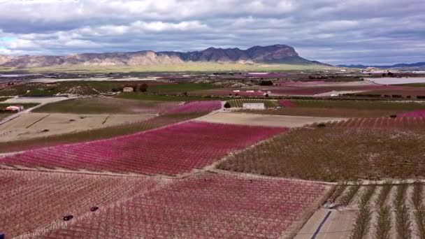 Flor Melocotón Cieza Mirador Horno Videografía Florecimiento Melocotoneros Cieza Región — Vídeo de stock