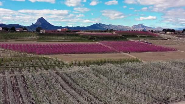 Flor Melocotón Cieza Mirador Olmico Videografía Florecimiento Melocotoneros Cieza Región — Vídeos de Stock