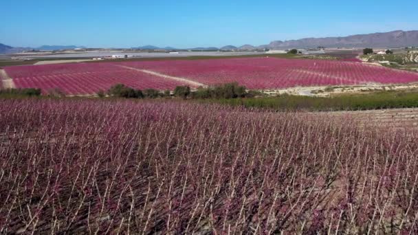 Flor Melocotón Ascoy Cerca Cieza Videografía Florecimiento Melocotoneros Cieza Región — Vídeo de stock