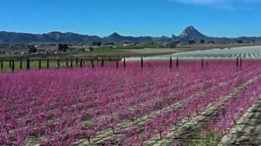 Cieza 'da şeftali çiçeği, Mirador El Horno. Murcia bölgesindeki Cieza 'da çiçek açan şeftali ağaçlarının videosu. Şeftali, erik ve nektarin ağaçları. İspanya