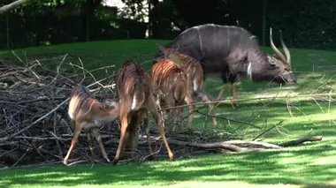 Nyala, Tragelaphus angasii Güney Afrika 'ya özgü spiral boynuzlu bir antiloptur. Bovidae familyasından ve Nyala familyasından, Tragelaphus familyasından bir türdür..