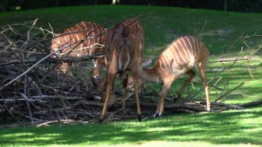 Nyala, Tragelaphus angasii Güney Afrika 'ya özgü spiral boynuzlu bir antiloptur. Bovidae familyasından ve Nyala familyasından, Tragelaphus familyasından bir türdür..
