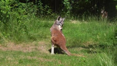 Kırmızı kanguru, Macropus Rufus tüm kanguruların en büyüğü, Avustralya 'ya özgü en büyük karasal memeli ve mevcut en büyük keseli hayvandır..