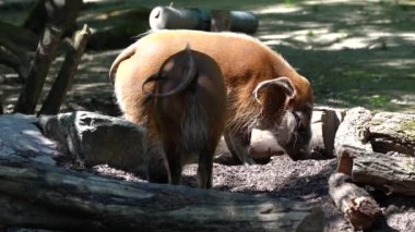 Kızıl nehir domuzu, Potamochoerus porcus, ayrıca çalı domuzu olarak da bilinir. Bu domuzun yer altında yiyecek bulmak için keskin bir koku alma duyusu var..