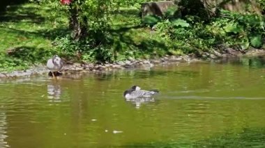 Çubuk kafalı kaz, Anser indicus dünyanın en yüksek uçan kuşlarından biridir. İngiliz Bahçesi, Münih, Almanya 'da görülür.