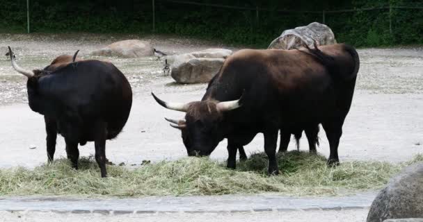 Auerochsen Bos Primigenius Taurus Zoo Heimische Hochlandrinder — Stockvideo