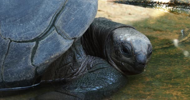 Γιγαντιαία Χελώνα Aldabra Aldabrachelys Gigantea Στο Νησί Curieuse Τόπος Ενός — Αρχείο Βίντεο