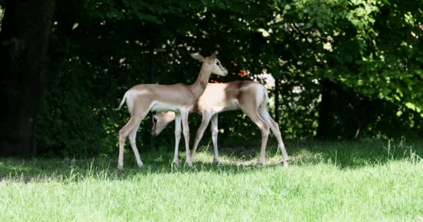 Dama Gazelle Gazella Dama Mhorr Lub Mhorr Gazelle Gatunek Gazeli — Wideo stockowe